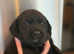 3/4 Labrador x 1/4 Borador