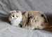 Lovely Lilac Needs A Home