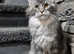 TICA Registered Maine Coon girls