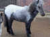 Minature Horse