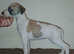 KC whippet pups