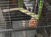 8 years old male African grey semi tamed