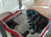6 black pug puppies for sale