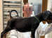 Top Quality Dobermann Puppies Available