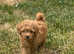 Toy poodle male puppies