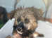 Chinese crested puppies for sale