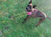 URGENT HOME NEEDED 13 month old female staff x Dutch shepherd