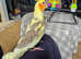 Handreared tame Cockatiels