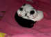 2 Kittens