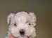 1 beautiful bichon maltese puppies left for sale