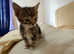 Six kittens for sale