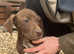 GSP X BULL GH
