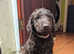 Curly coated retriever liver bitch puppy