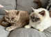 2 beautiful girls who are 2.5 years. Full pedigree