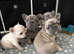 French bulldog pups