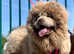 Stunning lilac chow chow female 8 months old