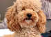 Toy Poodle for stud