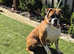 KC Registered Boxer Bitch