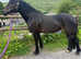 Beautiful Broodmare