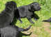 8 beautiful F1b labradoodles