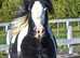 13h beautiful cob