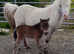 Yearling filly. Miniature spotted  X miniature shetland