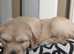 PRICE DROP!! Stunning litter of KC goldens for sale