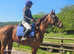 ANYBODYS ride 16.1hh gentle tb gelding happy hacker allrounder