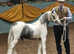 TOP CLASS COLOURED GELDING - NATIVE BLUE & WHITE PB