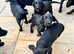 9 week old springador puppy's looking for there forever homes