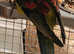 Stunning Birds/Parakeets/ Parrots available