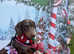 Miniature dachshunds for sale
