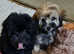 Coton de Tulear cross Toy poodle/ Cotonoodle/Cotonpoo