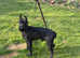 Giant schnauzer