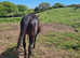 Irish TB broodmare looking for a kind home 16 2h 2005