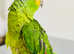 HandReared Tame Baby 11 Weeks Old Amazon Red Lored Talking Parrot