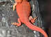 Bearded dragon (full set up)