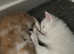 *REDUCED* Pure Maine coon kitten FULLY vaccinated