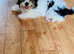 Biewer terrier 6 months old