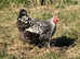 Wyndotte Rooster