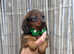 Longhair miniature dachshunds