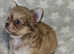 KC smooth coat and long coat puppies