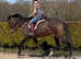 15.3 Mare TB safe sane sound fab all rounder