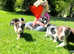 Beautiful border collie puppies