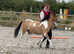 Unregistered Welsh part bred filly