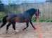 SOLD...........Perfect child's pony 12.2hh bay mare