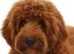 stunning red cockerpoo's male and female pra health tested clear