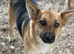 Rescued Nina, 2y old,loving