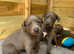 Blue Kennel Club Registered Whippet puppies
