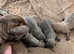 Lilac chihuahua puppies 1 boy and 1 girl available.